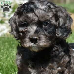 Midnight, Cockapoo Puppy