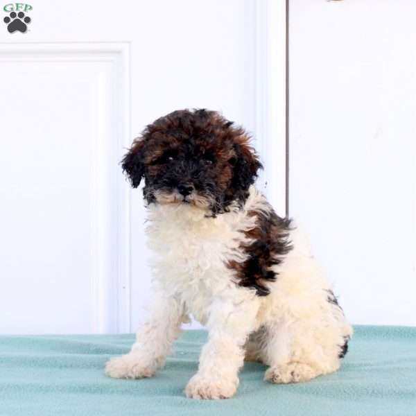 Mikey, Miniature Poodle Puppy
