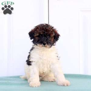 Mikey, Miniature Poodle Puppy