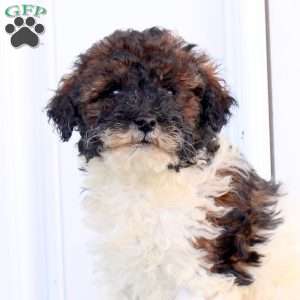 Mikey, Miniature Poodle Puppy