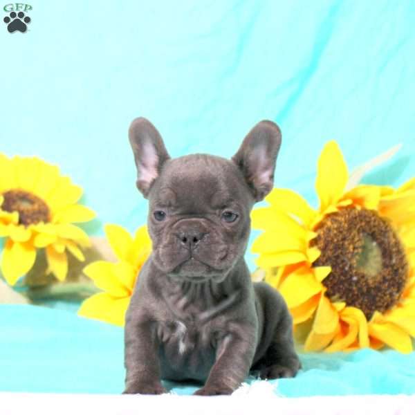 Miley, French Bulldog Puppy