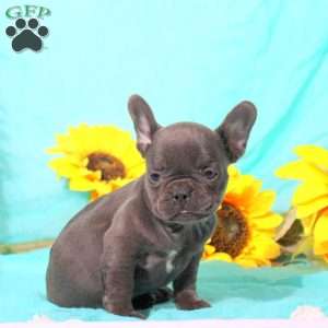 Miley, French Bulldog Puppy