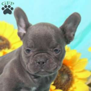 Miley, French Bulldog Puppy