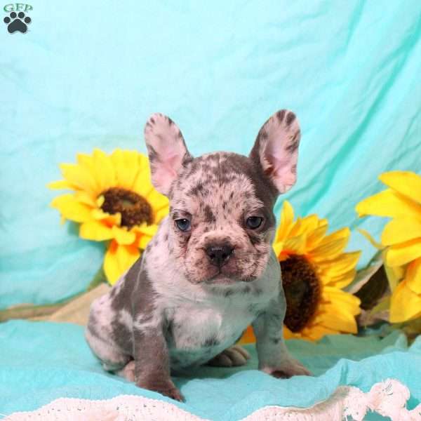 Millie, French Bulldog Puppy