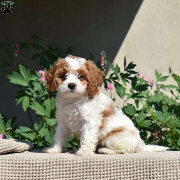 Millie, Cavapoo Puppy
