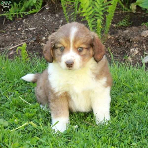 Millie, Miniature Australian Shepherd Mix Puppy