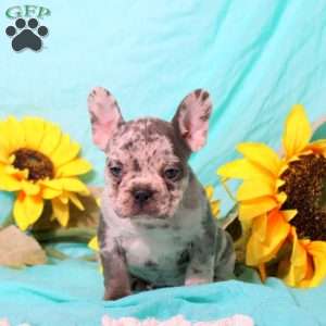 Millie, French Bulldog Puppy