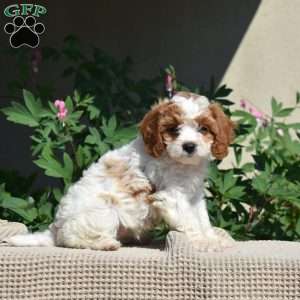 Millie, Cavapoo Puppy