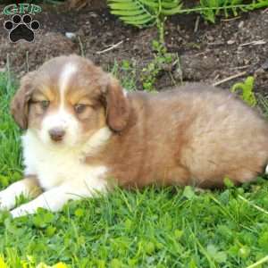Millie, Miniature Australian Shepherd Mix Puppy