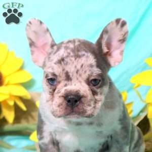 Millie, French Bulldog Puppy
