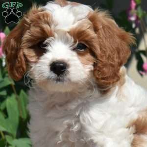 Millie, Cavapoo Puppy