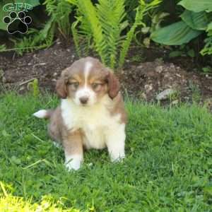 Millie, Miniature Australian Shepherd Mix Puppy