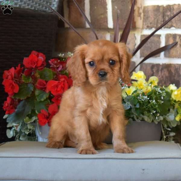 Milo, Cavalier King Charles Spaniel Puppy