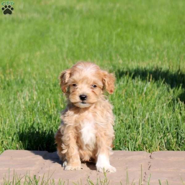 Milo, Mini Goldendoodle Puppy