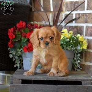 Milo, Cavalier King Charles Spaniel Puppy