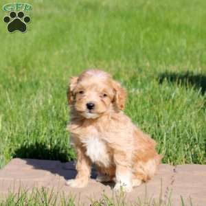 Milo, Mini Goldendoodle Puppy