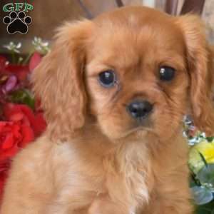 Milo, Cavalier King Charles Spaniel Puppy
