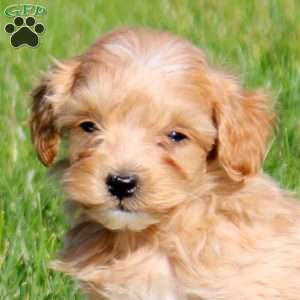 Milo, Mini Goldendoodle Puppy