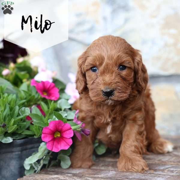 Milo, Cavapoo Puppy