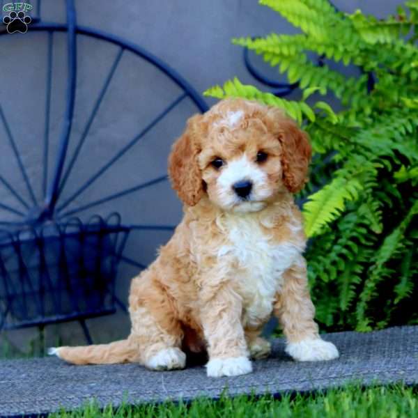 Mindy, Cockapoo Puppy