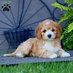 Mindy, Cockapoo Puppy