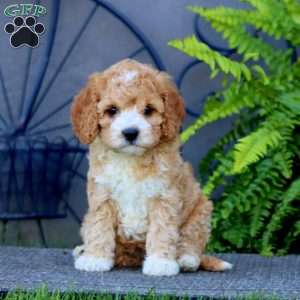 Mindy, Cockapoo Puppy