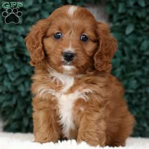 Mindy, Cavapoo Puppy