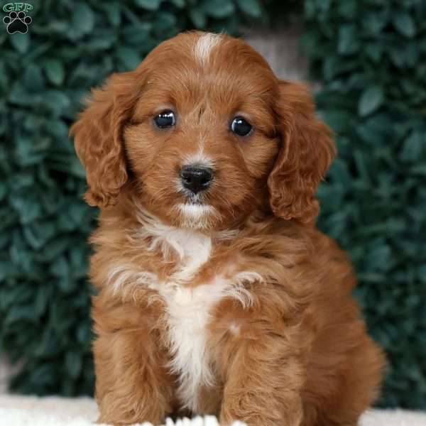 Mindy, Cavapoo Puppy
