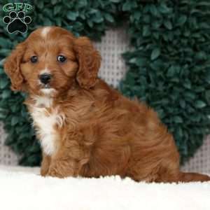Mindy, Cavapoo Puppy