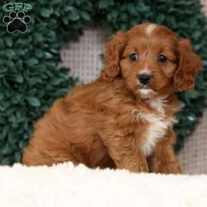 Mindy, Cavapoo Puppy