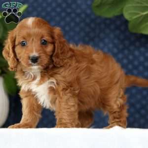Mindy, Cavapoo Puppy