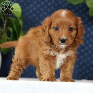 Mindy, Cavapoo Puppy