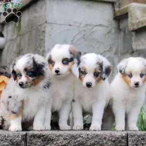 Caprise, Miniature Australian Shepherd Puppy