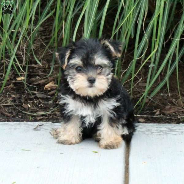 Minnie, Morkie / Yorktese Puppy