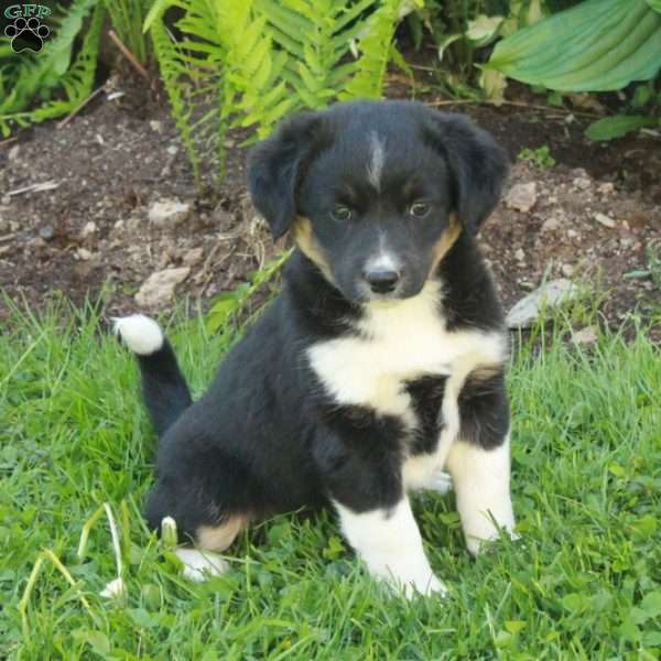 Minnie, Miniature Australian Shepherd Mix Puppy