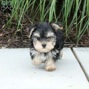 Minnie, Morkie / Yorktese Puppy