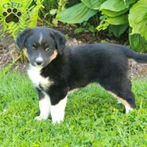 Minnie, Miniature Australian Shepherd Mix Puppy