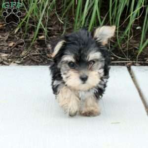 Minnie, Morkie / Yorktese Puppy