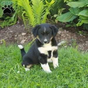 Minnie, Miniature Australian Shepherd Mix Puppy