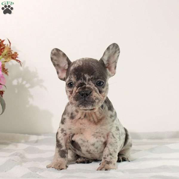 Mirabelle, French Bulldog Puppy