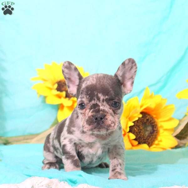 Mirabelle, French Bulldog Puppy