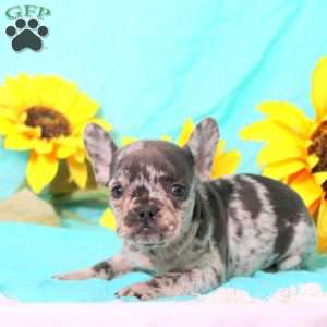 Mirabelle, French Bulldog Puppy