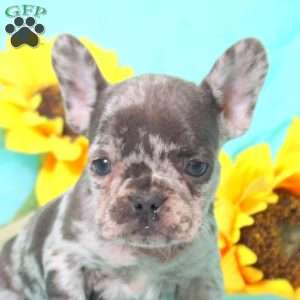 Mirabelle, French Bulldog Puppy