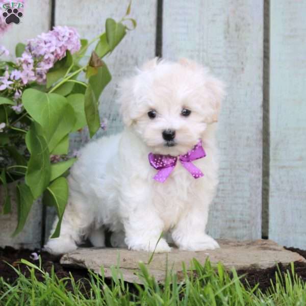 Miracle, Maltichon Puppy
