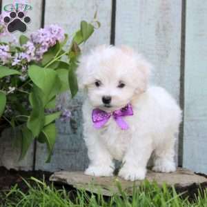 Miracle, Maltichon Puppy