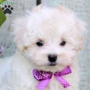 Miracle, Maltichon Puppy