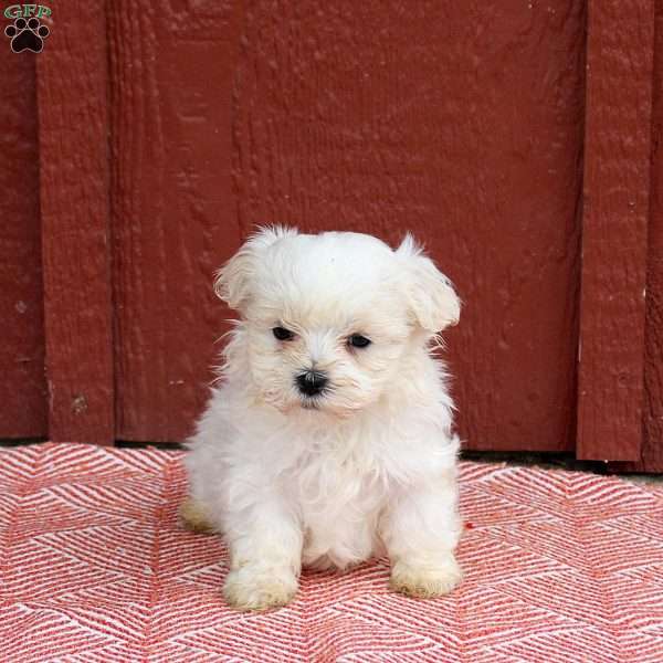 Miranda, Maltese Puppy
