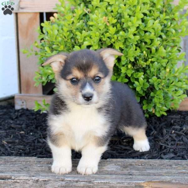 Miranda, Pembroke Welsh Corgi Puppy