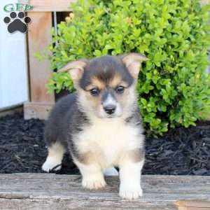 Miranda, Pembroke Welsh Corgi Puppy