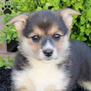 Miranda, Pembroke Welsh Corgi Puppy